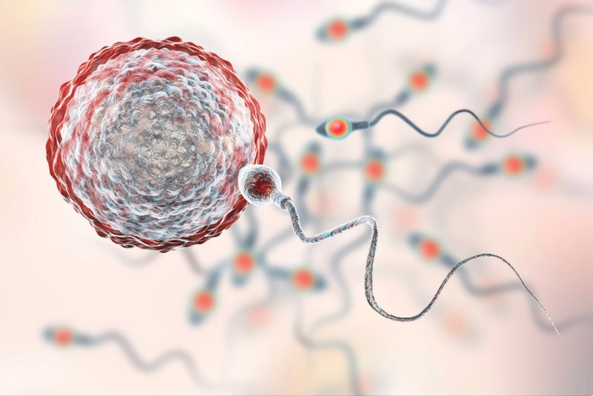 When Does Fertilisation Occur After Ovulation?